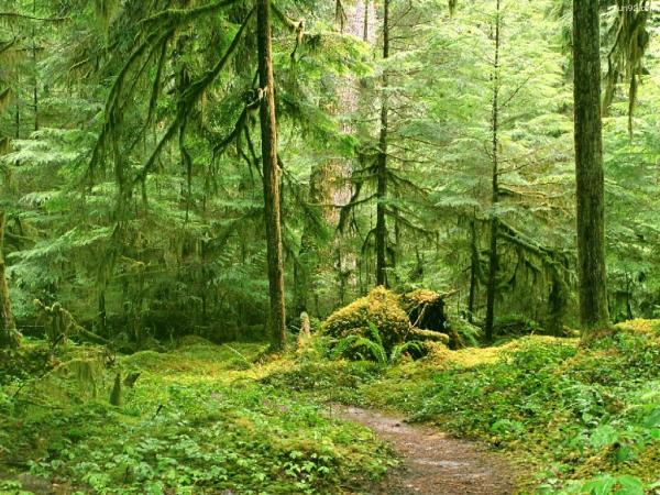 Gray Wolf River Trail Olympic National Park Wa[1]