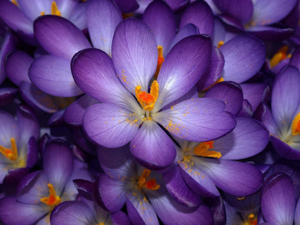 The best top desktop purple wallpapers purple wallpaper purple background hd 22