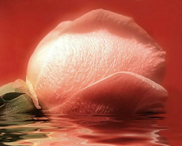 0411230643591floating rose