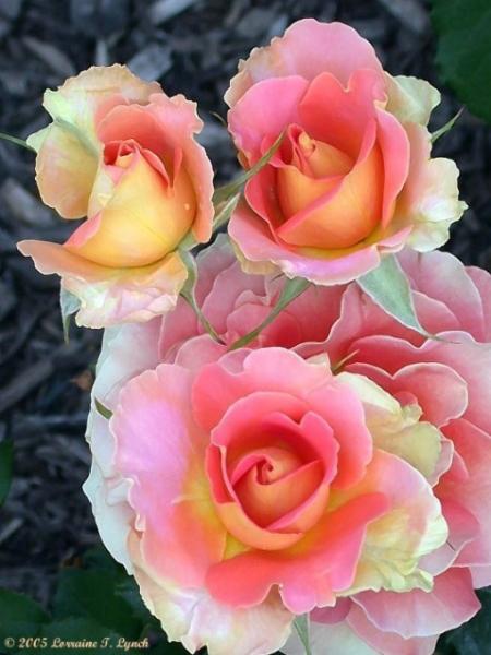 0506150407401brass band roses1