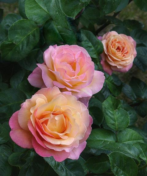 0506271612111dsc04573