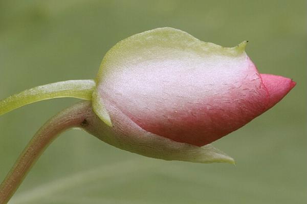 0408051545001baby flower