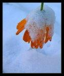thumb flowersnow5