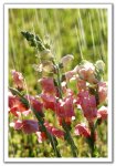 thumb 0411150946051pink gladiolas in the rai