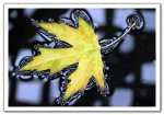 thumb 0411171951001leaf4030xat
