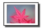 thumb Japanese Maple